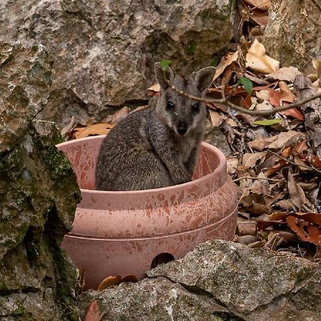 Hotel Capricorn Caves Rockhampton Zewnętrze zdjęcie